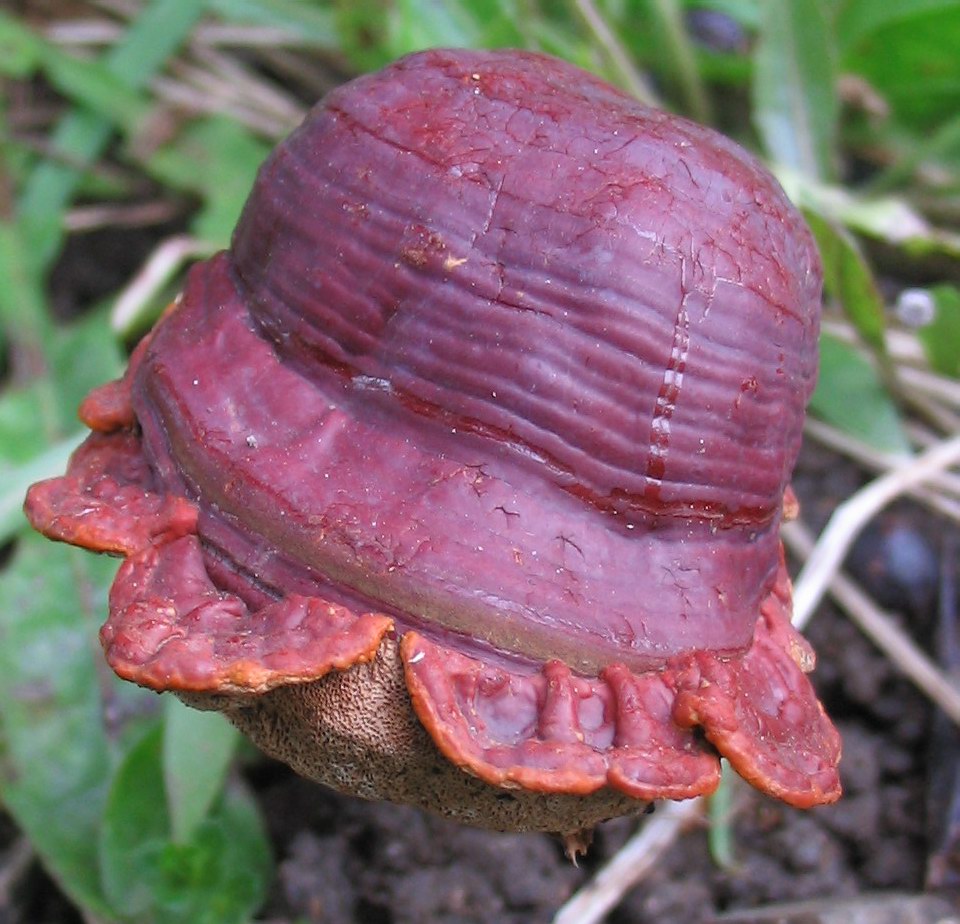 Ganoderma lucidum? (Ganoderma lucidum)